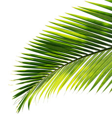 tropical palm leaf isolated on white background
