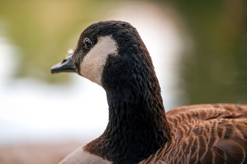 Ente auf einem Teich bei sonnen Untergang