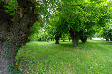Old Mulberry
