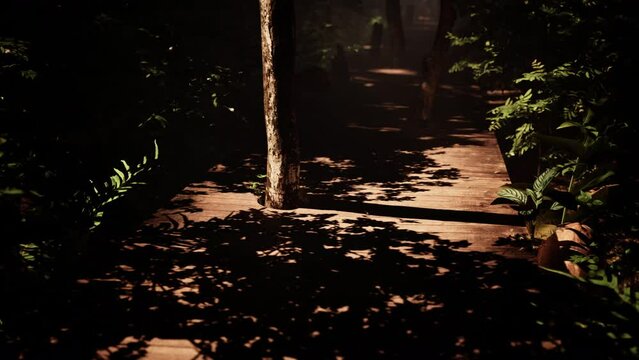 sun-drenched jungle is crossed by an aged wooden walkway