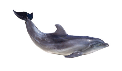 Dolphin isolated on white background