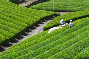 日本文化遺産 京都府和束町の美しい茶畑風景