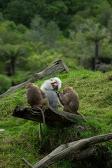 Baboon King