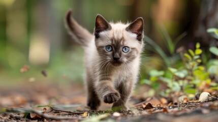 Obraz premium A small, brown and white kitten with bright blue eyes walks on a forest path