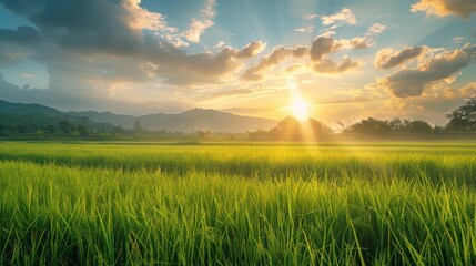 A field of green grass with a bright sun shining on it