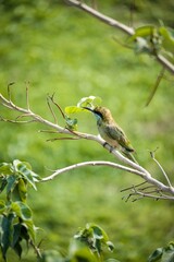 bee eater perched on branch