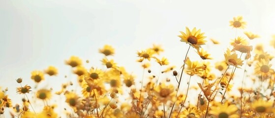 Bouquet of sunflowers wrapped in jute on a white background, ultra-high-definition 4K quality