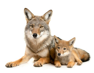 Obraz premium Kojote mit jungtier isoliert auf weißen Hintergrund, Freisteller 