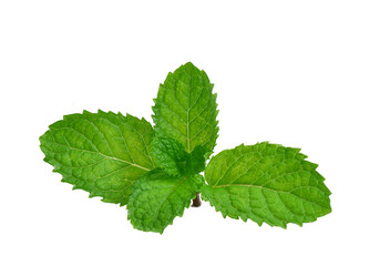 Fresh mint leaves, isolated on transparen png.