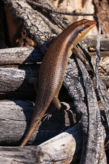 african lizard on a natural wood fence
