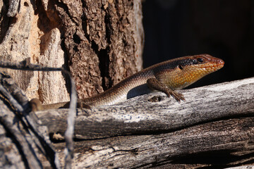 african lizard on a natural wood fence