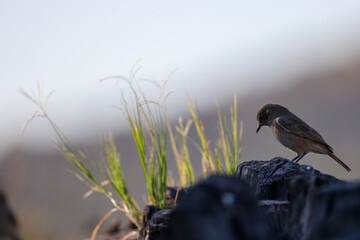 side view of a familiar chat bird on a rock with green grass
