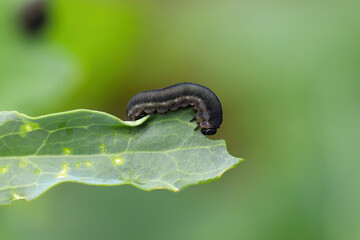 Larva, caterpillar of turnip sawfly (Athalia colibri or rosae). Pest that larvae feed on plants of the cabbage family like oilseed rape (canola) plants or mustard.