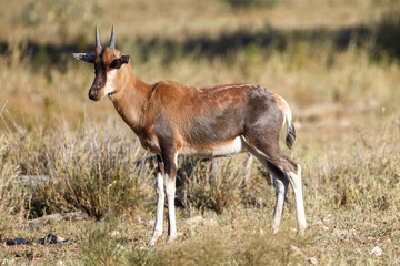 a juvenile blesbok antelope