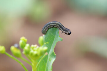 Larva, caterpillar of turnip sawfly (Athalia colibri or rosae). Pest that larvae feed on plants of the cabbage family like oilseed rape (canola) plants or mustard.