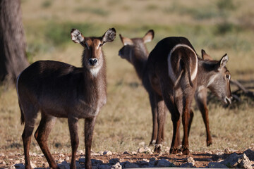 a group of waterbuck antelops in the savannah of Namibia