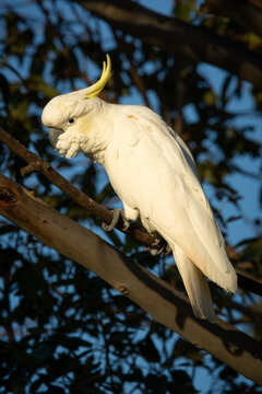 Sulphur Crested Cockatoo