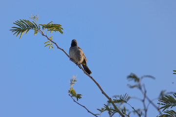 red-eyed bulbul bird on a twig in morning light