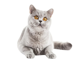 Obraz premium Full body shot of British Shorthair cat, sitting, looking around curiously.