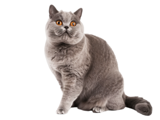 Full body shot of British Shorthair cat, sitting, looking around curiously.