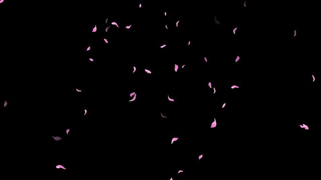 Loop Pink Petals Falling, Black Background, white Background, blue Background