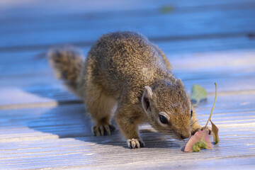 squirrel eats a seed in Etosha NP, Namibia