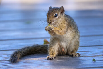 eating squirrel in Namibia