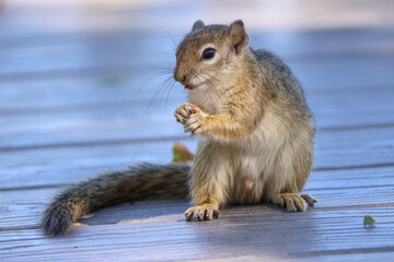 squirrel eats a seed in Etosha NP, Namibia