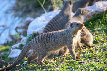 a group of striped mongooses in Namibia