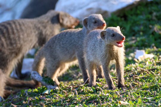 a group of striped mongooses in Namibia