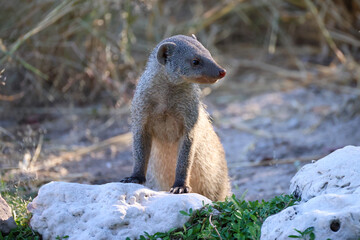 a striped mongoose in Namibia