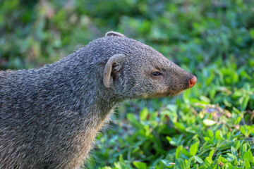 a striped mongoose in Namibia