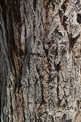 Fototapeta premium tree trunk, textured background