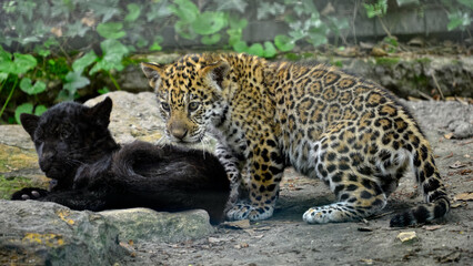 Closeup young jaguars including one black (Panthera onca) on a rock