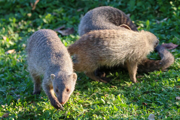striped mongooses play with each other