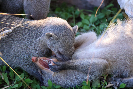 striped mongooses play with each other