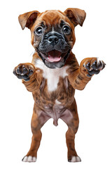 A brown boxer puppy in close-up, jumping towards the camera in a funny way over transparent background