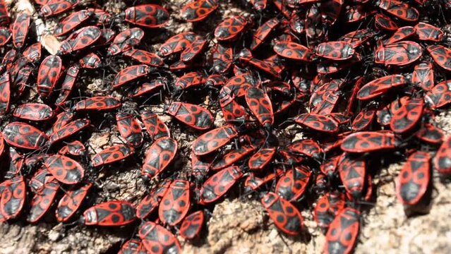 The firebug Pyrrhocoris apterus crowling over the tree bark. Common insect of the family Pyrrhocoridae. Aggregation behavior of the big moving group of firebugs. Close up. Selective focus