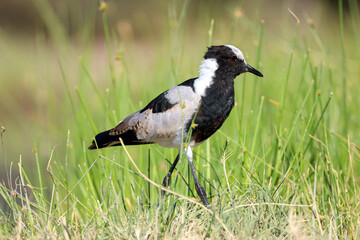 blacksmith lapwing in green grass