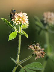Imágenes macro de flores e insectos