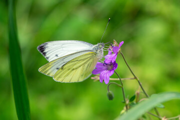 Close up of Green-veined white butterfly (Pieris napi) eating nectar from Geranium pyrenaicum flower