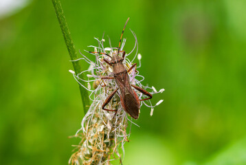 Close of the  broad-headed bug (Camptopus lateralis) sitting on Plantago flower