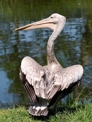 Closeup of pink-backed Pelican (Pelecanus rufescens) near a pond and seen from behind 