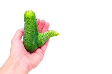 Hand Holding Cucumber with Penis-Shaped Deformation on White Background