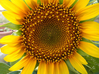 Girasole