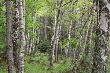 Fototapeta premium Birch trees (Betula, Betulaceae) forest. Beautiful landscape with white textured barks and green leaves in the forest dark shadows. Natural scene in the woods. Greenery in spring outdoor in nature.