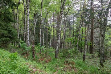 Obraz premium Birch trees (Betula, Betulaceae) forest. Beautiful landscape with white textured barks and green leaves in the forest dark shadows. Natural scene in the woods. Greenery in spring outdoor in nature.