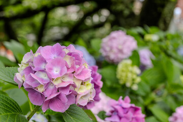 Fototapeta premium あじさい