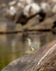Striated heron or green backed heron or butorides striata bird closeup perched on big rock near river water in hunting position at jim corbett national park forest tiger reserve uttarakhand india asia