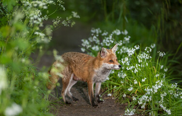 Fototapeta premium Portrait of a red fox amongst white flowers in spring